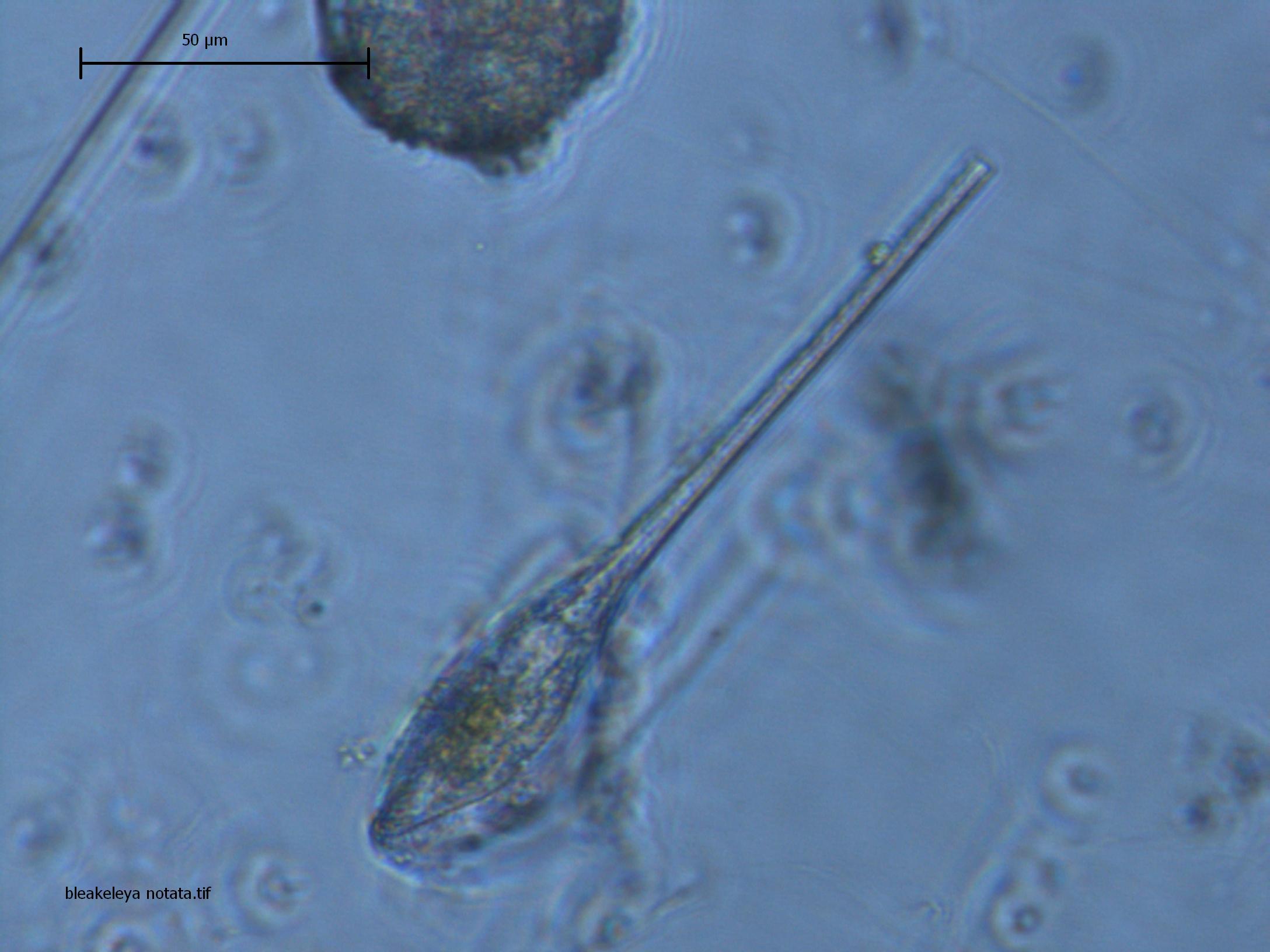 riconoscimento fitoplancton